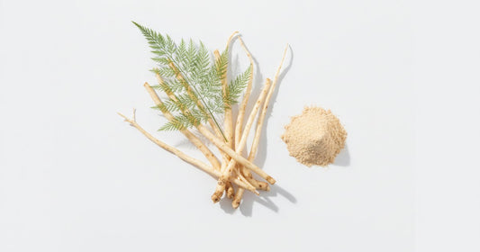 Shatavari root (Asparagus racemosus) with root powder and asparagus fern on a white background